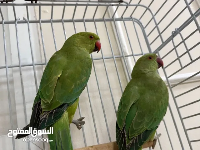 ببغاء دره زوجين ذكر وأنثى العمر اربع شهور اليفين