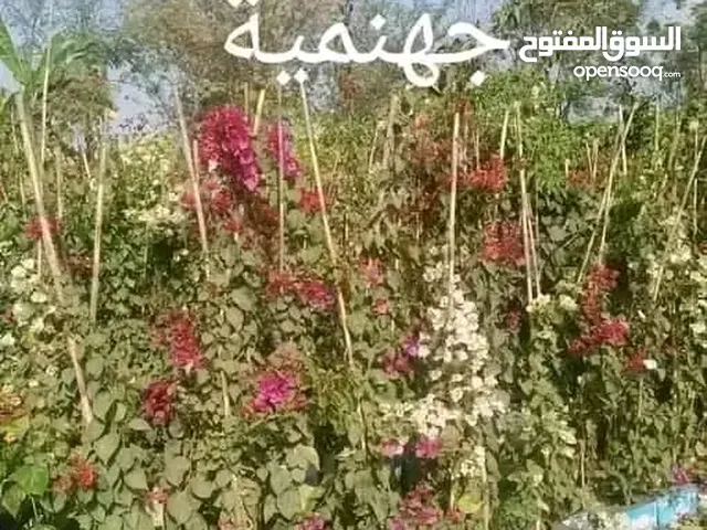 اشجار الفاكهه والزينه