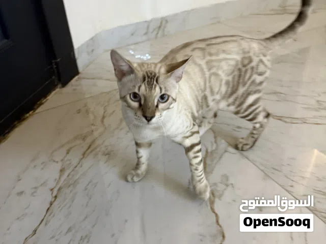 قطط بنعال ذكر وأنثى