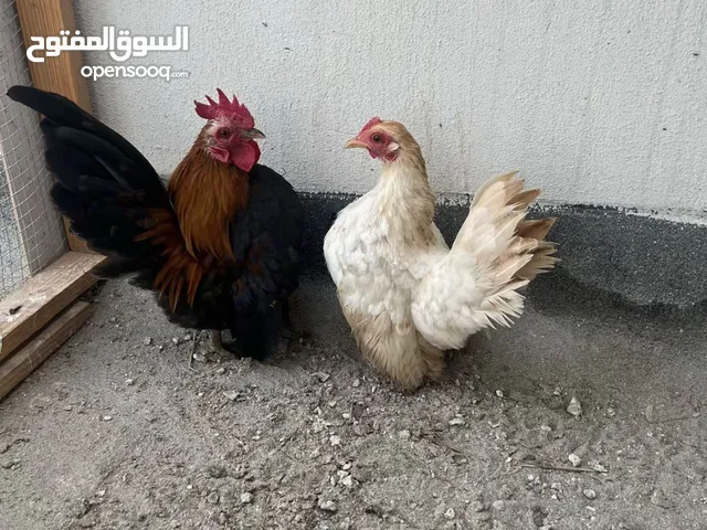 للبيع دجاج سيراما
