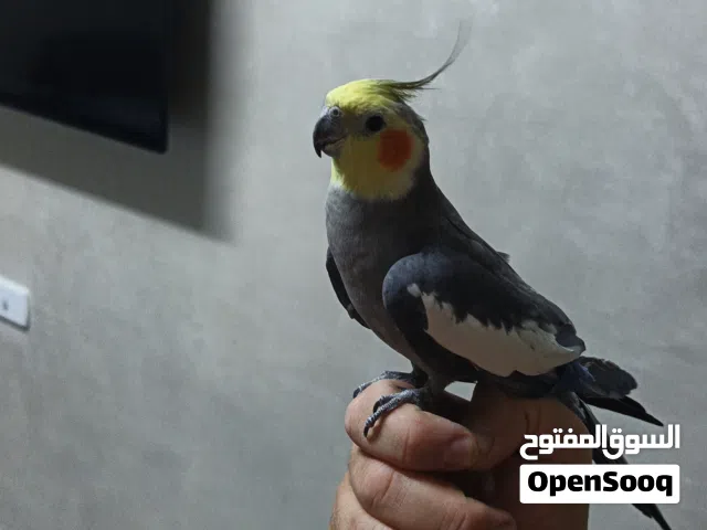 فحل كوكتيل اليف على الايد