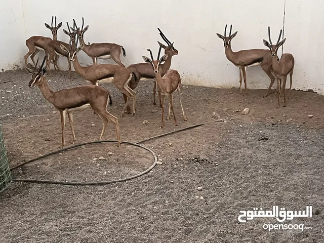 الغزال العربي ( الديماني)
