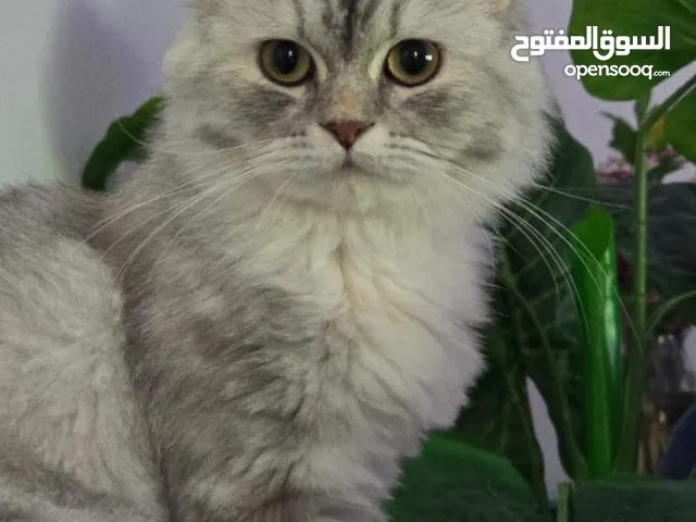 قطه للتبني في الشارجة