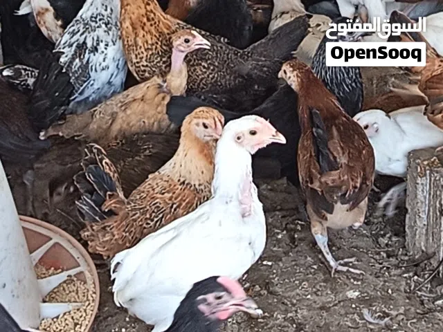 دجاج محلي العمر فوق الثلاثةاشهر وبط مصري ودجاج كبار