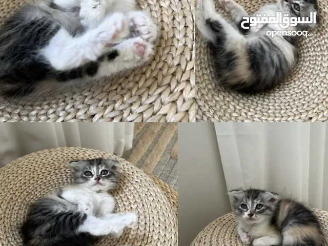 kitten for sale قطه للبيع