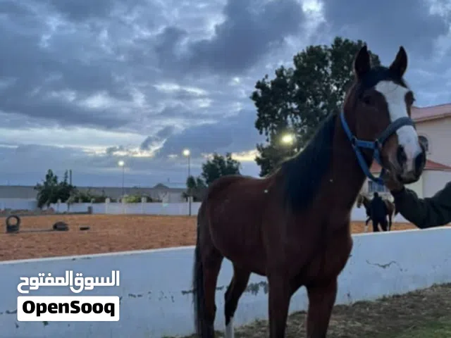 فلو احمر للبيع