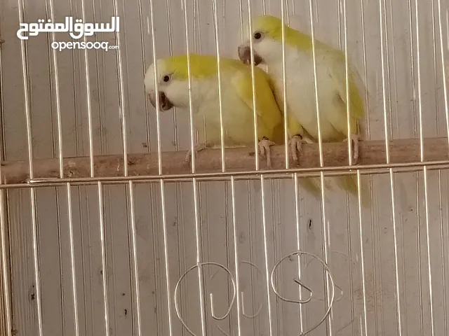 جوز منتج كويكر الاتينو