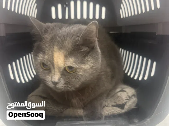 للتبني قطة من سلالة بريطاني قصير الشعر (British Shorthair)