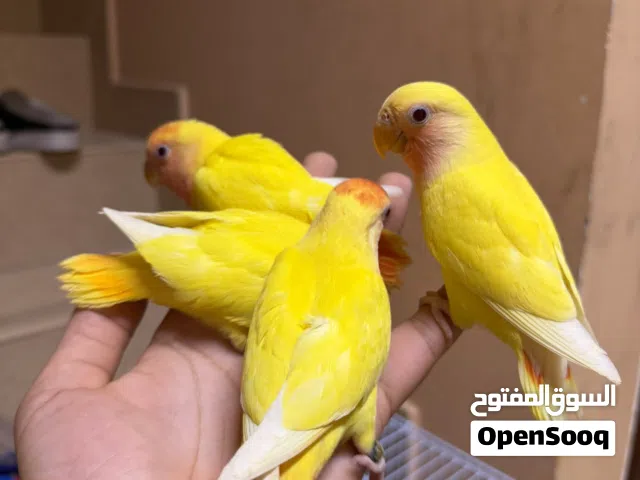 للبيع طيور لاف بيرد لون اصفر اليفين جدا للاطفال