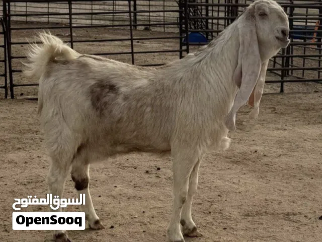 مطلوب كلب حراسة للماشية