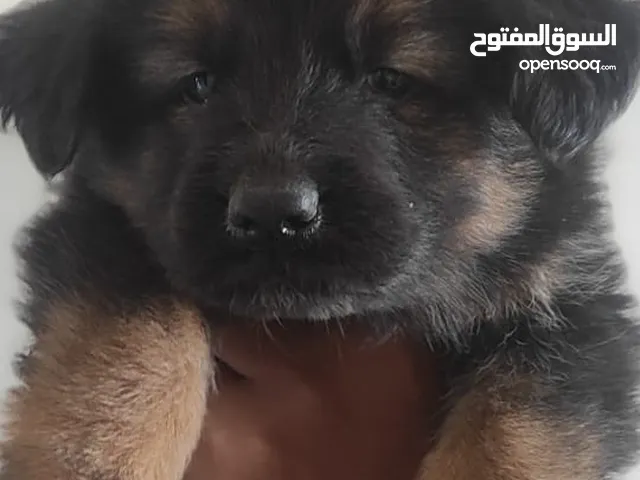 جرمان شبار