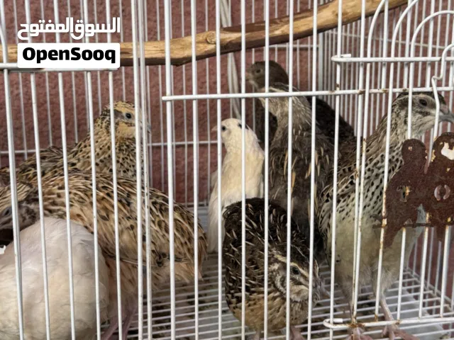 دجاج سمان للبيع