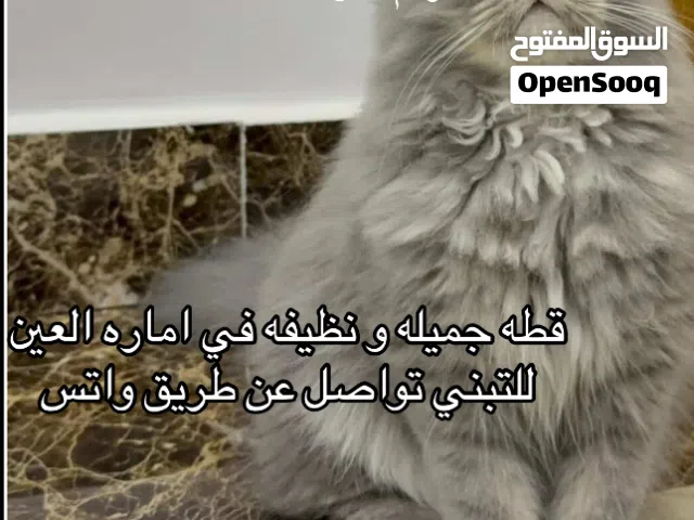 Cat for adoption free