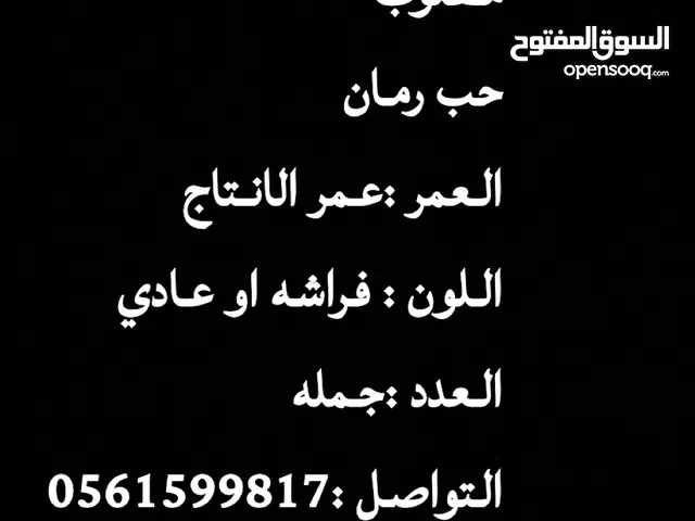 مطلوب حمام حب رمان
