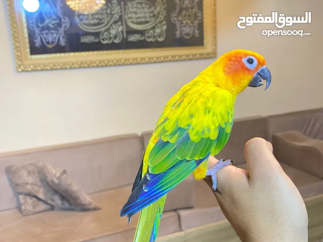 ببغاء صن كنيور عباره عن لعبه  تفاصيل عبر الرقم