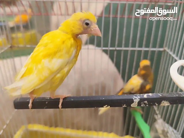 كناري للبيع