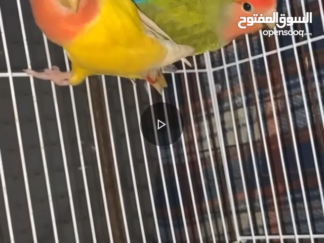 للبيع ؛ ببغاء روز ، زوج منتج من قبل ( الأخضر ذكر و الأصفر انثى )