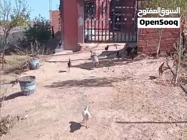 اارض فلاحية مساحتها 1700متر بها منزل للسكنى مساحتها 100متر