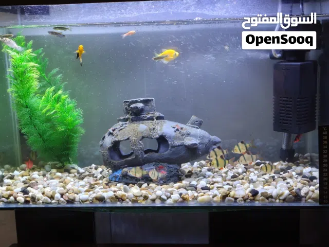 حوض سمك زينه في طبربور