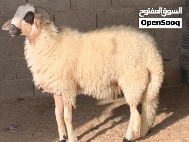 حولي مطلع فحل تبارك الرحمن
