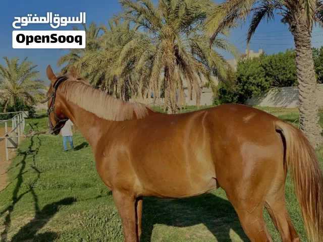 فرس للبيع .