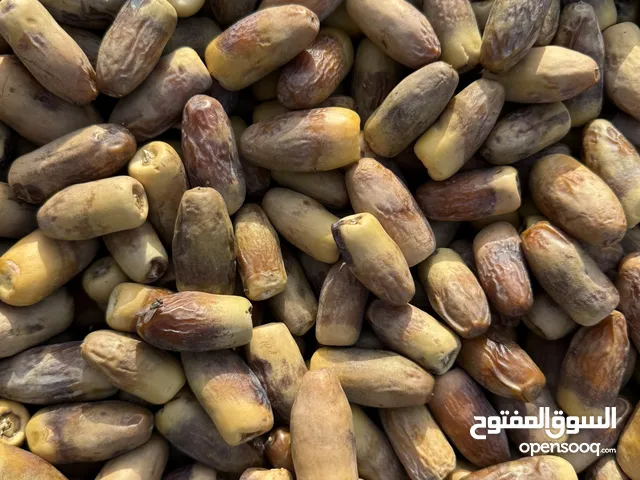 تمور نغال فاخر جديد سنة 2025