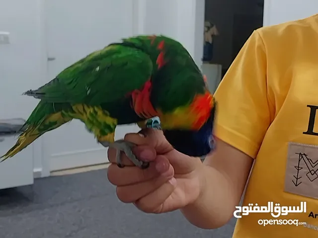 حبه لوري رينبو متكلم حبه صلاه النبي العمر سنتين