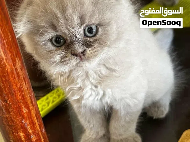 Scottish fold kittens Male and female