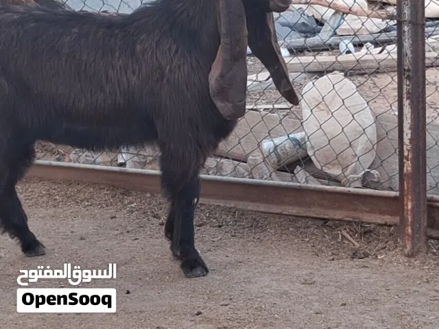 جدي قبرصي اصلي