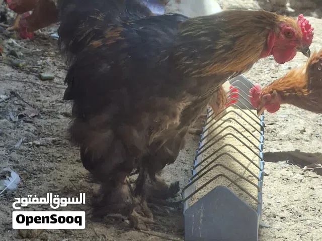ديك براهمه