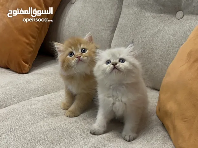 متوفر قطط هاملايا عمر شهرين للبيع
