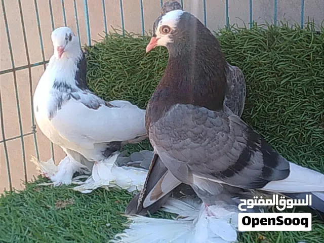 السلام عليكم ////متاح بفضل الله تلاثه طروف هزاز موصفات ربي يبارك علي ريشات