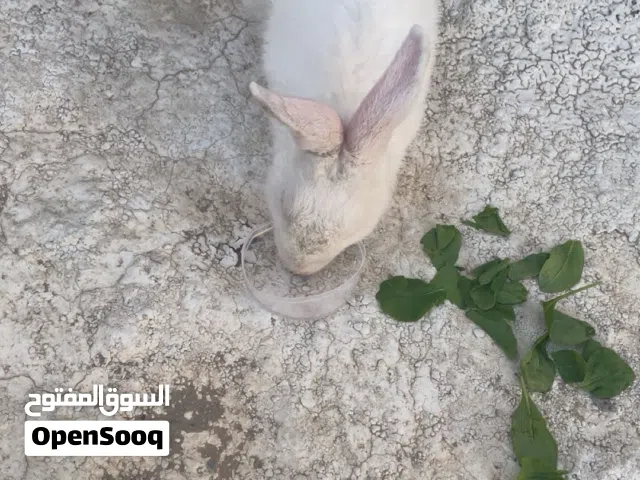 للبيع أرنب