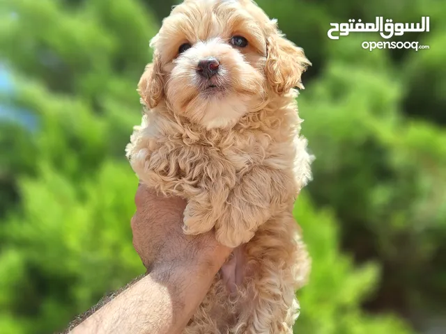 Maltipoo جراء مالتيبو