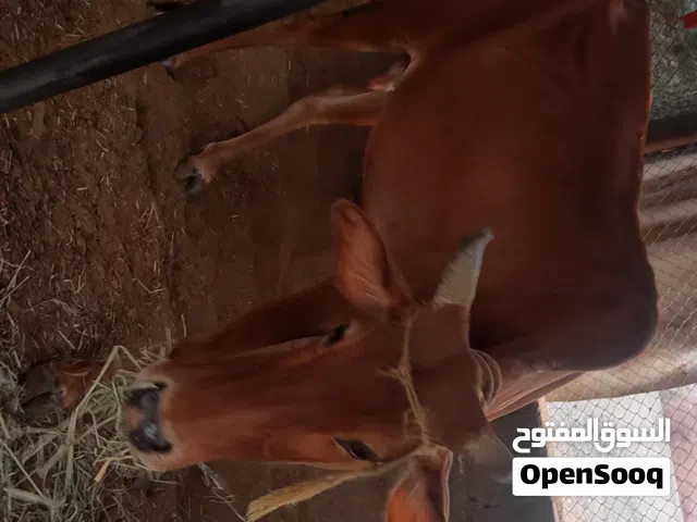 بقرة محلية للبيع