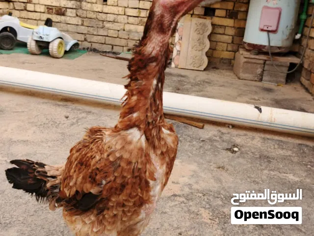 دجاجتين هراتي
