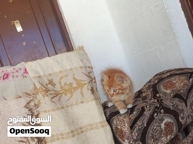 قطه مع اغراضه