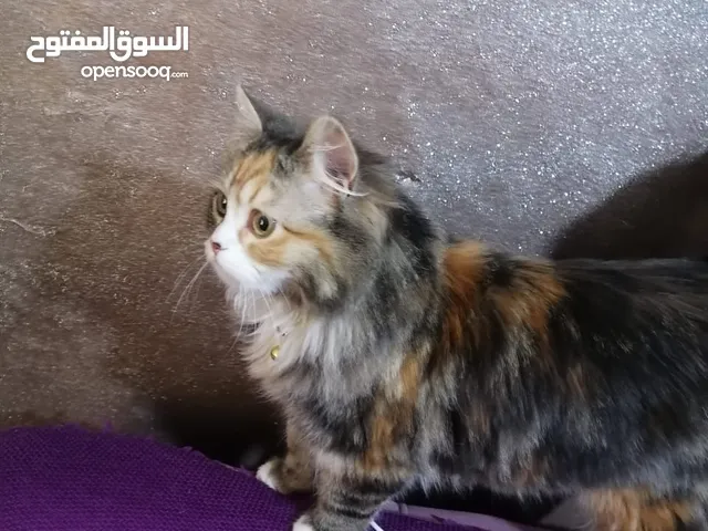 قطه شانشيلا فرنسي