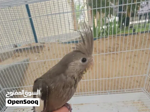 بيع طير دره نيبالي اقرا الوصف