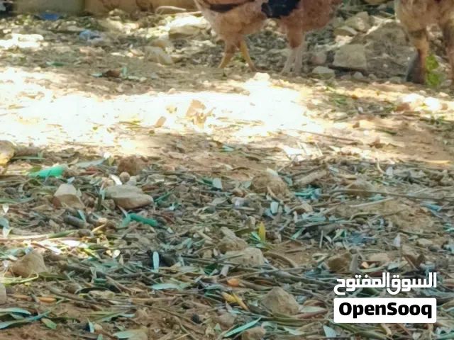 جاج تركي على باكستاني