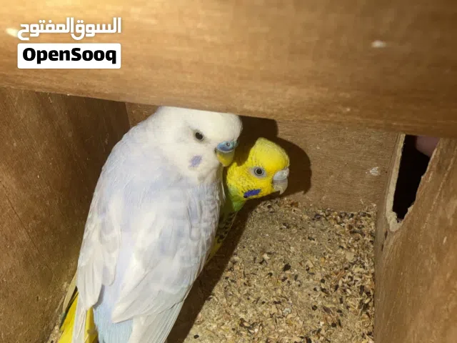 كوبيا بقلينو تحته دحيتين ومزال تكمل اقرأ الوصف