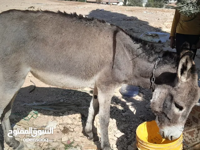 حمار للبيع