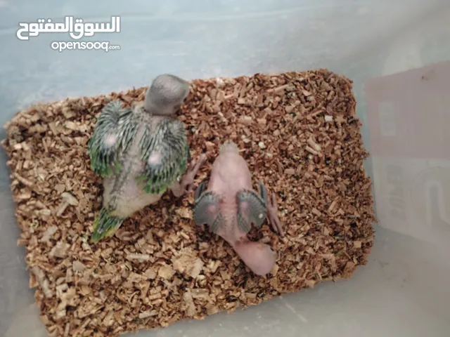 فروخ الدرة