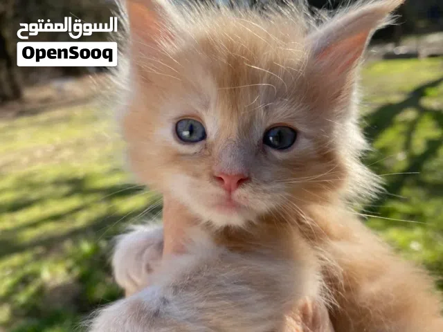 مطلوب قطة للتبني اعمارهم من 4 الى 8 اسابيع