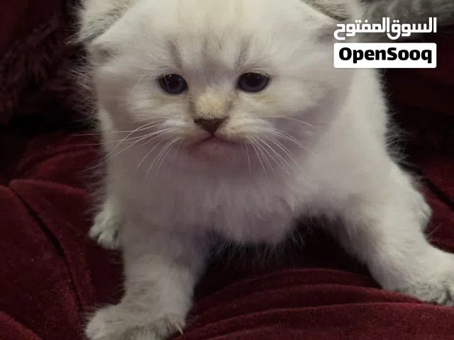 كتن سكوتش فلود بيور