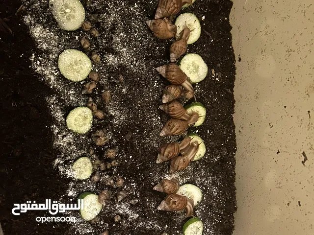 حلزون أفريقي صغار ووسط وكبار الحبتين 3