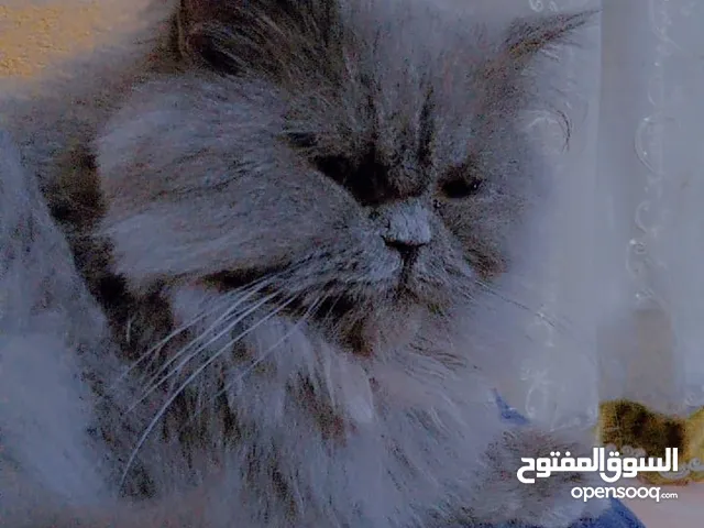 قط نثيه بيرشن لعوبه