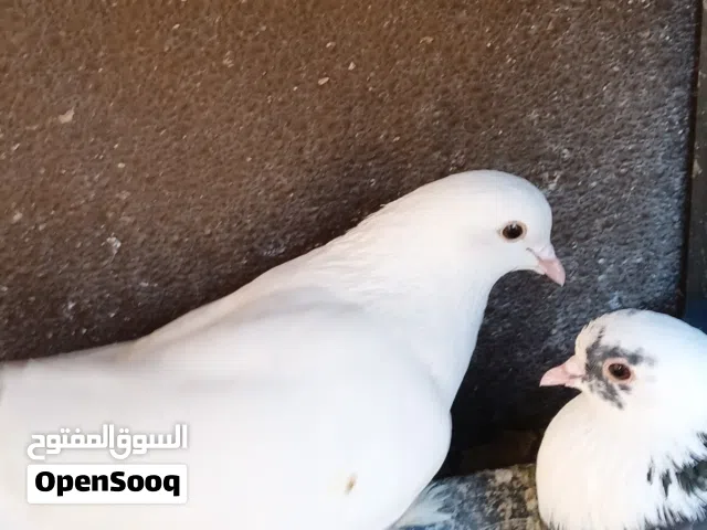 حمام روسي ربي يبارك