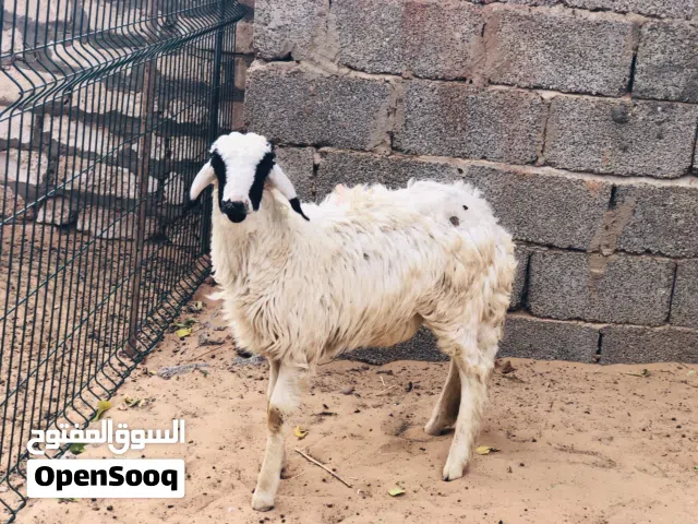 السلام عليكم فطيمه لبيع