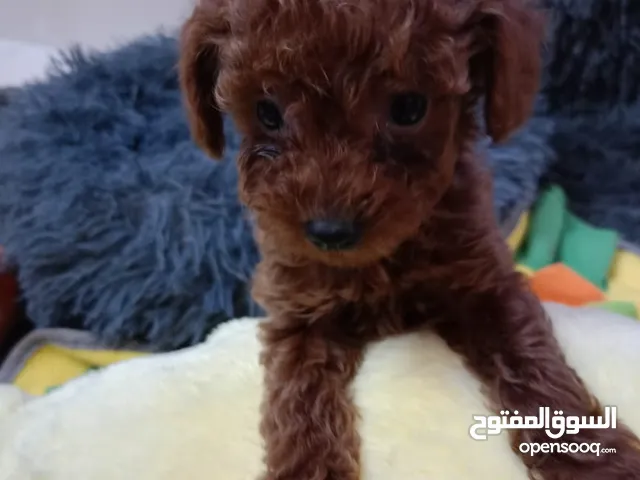 Toy Poodle